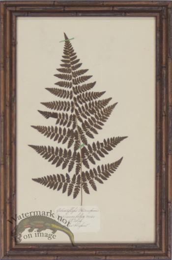 Herbarium BbF 05